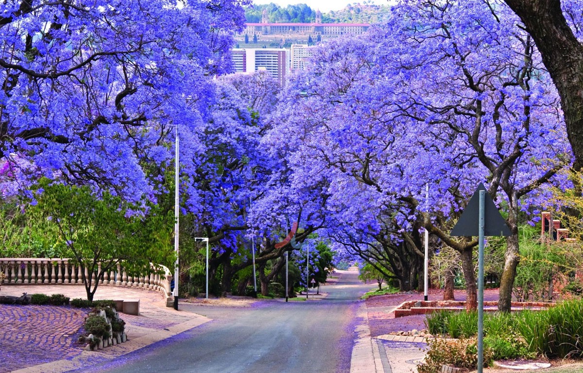 Du lịch Nam Phi: Johannesburg - Pretoria - Sun City - Cape Town | Mùa Hoa Phượng Tím